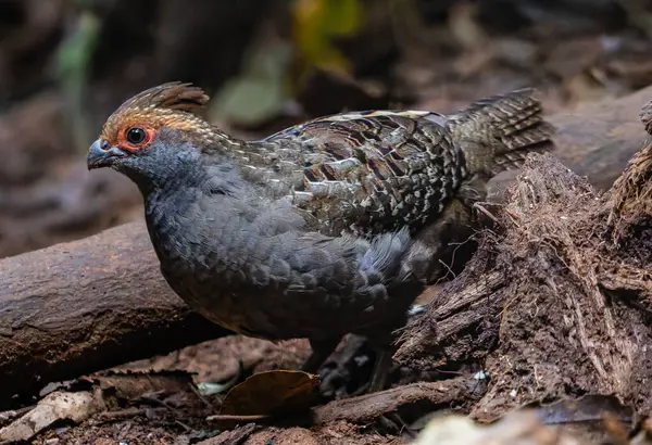 Brezilyalı bir bıldırcın, yaprak yığınının altında saklı hazineler ararken ormanın zeminini nazikçe tarıyor ve toprağı gagalıyor. Bu büyüleyici kuş, her ihtiyatlı adımla keşif ve merak ruhunu somutlaştırıyor..