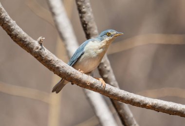 Dişi bir kuş zarif bir şekilde ince bir dala tünemiş, keskin gözleri meraklı bir bakışla çevreyi tarıyor. Güneş ışığı onun yanardöner tüylerinden parlıyordu, tüylerini süsleyen hassas desenleri vurguluyordu..