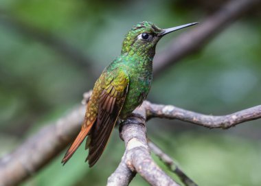 Canlı ve büyüleyici bir sinekkuşu, zümrüt yeşilinin parıldayan tonlarıyla süslenmiş, çiçekten çiçeğe zarafetle uçar, parlak tüyleri güneş ışığını yakalar ve göz kamaştırıcı bir renk gösterisi yaratır..