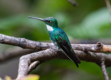 Güneş ışığında parıldayan parlak tüyleri olan küçük bir sinekkuşu, bir ağaç gövdesinin kabuğuna zarif bir şekilde tünemiş, hassas kanatları vücuduna doğru kıvrılmış, çevresini parlak, meraklı gözlerle incelerken.