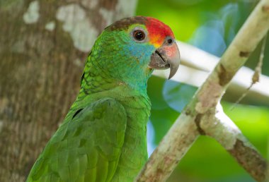 Canlı bir papağanın göz kamaştırıcı yakın çekimi, parlak tüylerini ve anlamlı gözlerini sergiliyor..