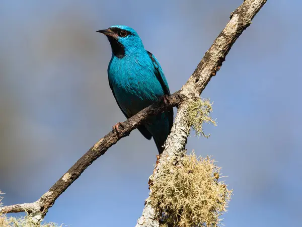 Canlı mavi bir kuş, güneşli bir günün sıcacık ışıltısında güneşlenen bir ağaç gövdesinin kabuğunda güzelce dinlendi. Güneş ışığı yukarıdaki yeşil yaprakların arasından süzülerek neşeli ışık desenleri oluşturdu..