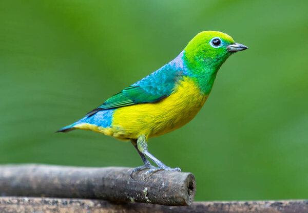 A vibrant bird flits around a feeder, flaunting its brilliant colors as it pecks at the seeds, bringing a splash of life to the scene.