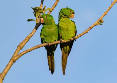 Bir çift renkli muhabbet kuşu bir ağaçta tünemiş, canlı renkleri uçsuz bucaksız mavi gökyüzüne karşı..