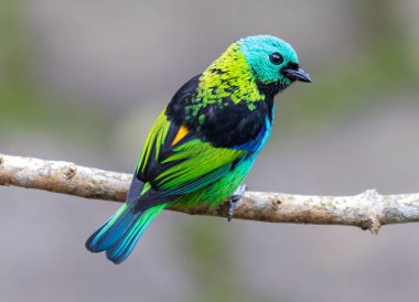 Engebeli bir ağaç gövdesine zarif bir şekilde tüneyen parlak bir tanjant, kırmızı ve sarı çarpıcı renkleri kabuğun topraksı kahverengilerine karşı güzel bir tezat oluşturuyor.. 