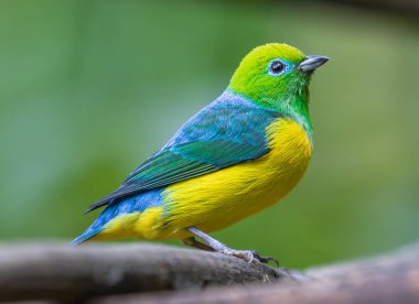 Göz kamaştırıcı bir renk dizisiyle süslenmiş canlı bir tropikal kuş, dayanıklı bir ağaç gövdesinin pürüzsüz, dokulu kabuğuna zarif bir şekilde tünemiştir. Tüyleri gün ışığında parıldıyor.