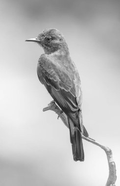 Zarif bir kuş siyah-beyaz bir fotoğrafta ince bir dalın üzerinde duruyor, narin tüyleri yumuşak, solmuş arka plana güzel bir şekilde zıt düşüyor..