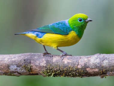 Canlı, güzel tüylü bir kuş zarif bir şekilde bir ağacın gövdesine oturur. Parlak tüyleri yaprakların arasından süzülen benekli güneş ışığında parıldar..