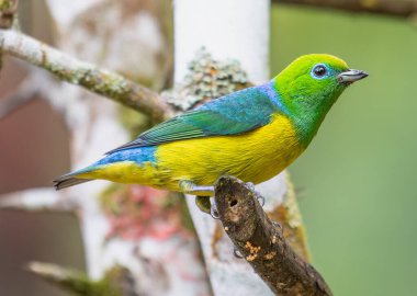 Göz kamaştırıcı bir renk dizisiyle süslenmiş canlı bir kuş, zarif bir şekilde bir ağacın gövdesine oturur, tüyleri gün ışığında parıldar..