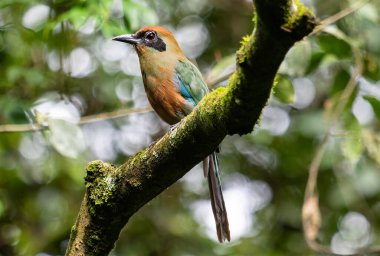 Canlı bir kuş, ormanın göbeğindeki kadim bir ağacın kıvrımlı gövdesine nazikçe tünemiş tüyleri göz kamaştırıcı bir mavi, alev kırmızısı ve güneşli sarılar karışımı..