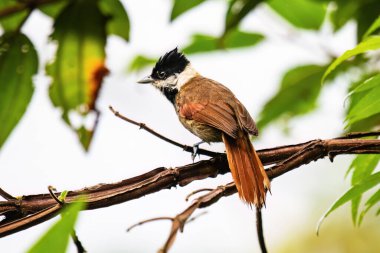Nadir ve nesli tükenmekte olan Brezilya 'lı bir kuş bereketli ormanın göbeğindeki bir dala tünemiş canlı tüyleri yukarıdaki yoğun tepe örtüsünden süzülen benekli güneş ışığıyla uyum içinde harmanlanmış..