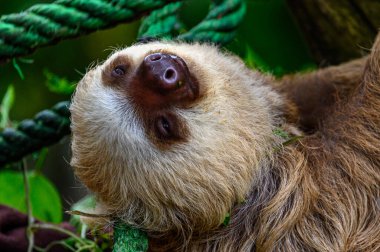 a closeup shot of a cute brown sloth clipart