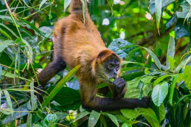 Ormandaki uluyan maymun, Costa rica, dünyanın en gürültülü hayvanlarından biri.