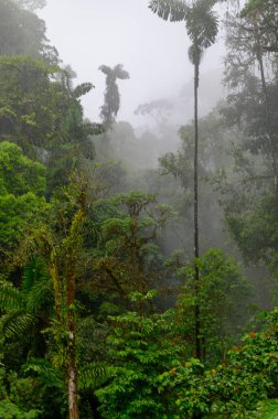 Kosta Rika 'daki güzel tropikal yağmur ormanları