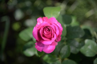 Pembe gül çiçeğine yaklaş.