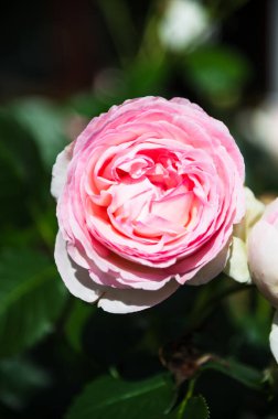 Bahçedeki güzel çiçekler