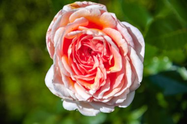 Doğada güzel bir gül