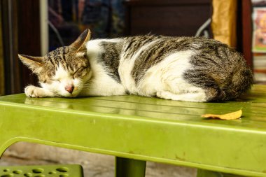 Gri ve beyaz benekli bir kedi Hanoi 'de plastik bir sandalyede uzanıyor ve uyuyor.