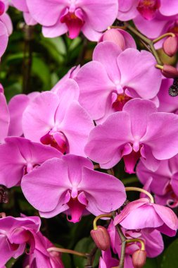 Çiçekçide güzel çiçekler