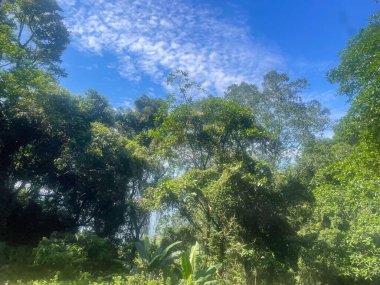 Parlak mavi bulutlu bir gökyüzünün altında canlı ve yemyeşil bir orman sahnesi. Yeşilin çeşitli tonlarında ağaçların yoğun yaprakları, huzurlu ve huzurlu bir ortamda doğanın güzelliğini yakalar..