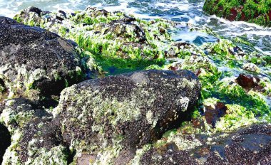Deniz kenarındaki taşlar yosunlar ve yosunlarla kaplı..
