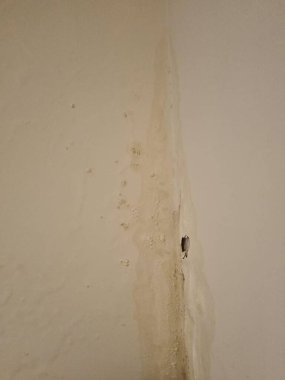 Yağmurun neden olduğu sızıntılı duvar. Küf duvarda görünmeye başlıyor.