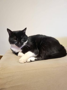 Rahat bir smokin kedisi, siyah ve beyaz kürklü, bej bir yastığın üzerinde rahat bir şekilde uzanıyor, yumuşak, memnun bir ifadeyle, tarafsız bir arka planda, kapalı bir alanda.