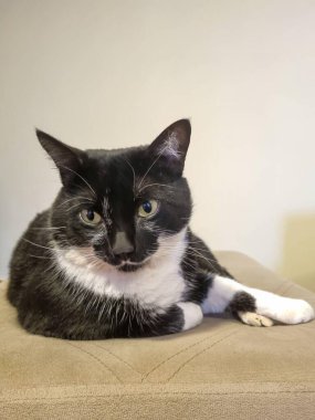 Rahat bir smokin kedisi, siyah ve beyaz kürklü, bej bir yastığın üzerinde rahat bir şekilde uzanıyor, yumuşak, memnun bir ifadeyle, tarafsız bir arka planda, kapalı bir alanda.