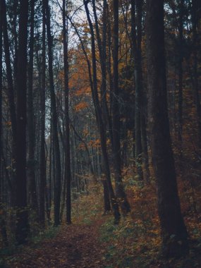 Uzun ağaçlar ve canlı sonbahar yapraklarıyla çevrili sakin bir orman yolu barışçıl ve atmosferik bir doğal manzara yaratıyor.. 