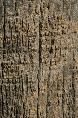 Detailed view of a trees rough and textured bark of Mediterranean palm tree, showcasing natural patterns and earthy tones in sunlight.  clipart