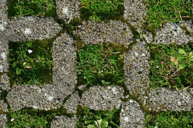Geometrik boşluklarda filizlenen yeşil çimenlerin ve yosunların yakın çekimi, desenli beton kaldırımda doğal bir şablon oluşturur.. 