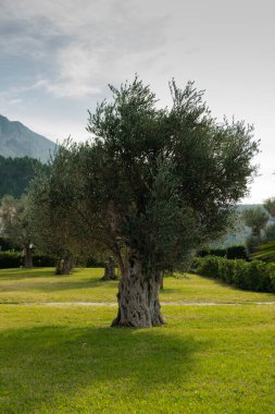 Kırsal bir zeytin ağacı, eğri büğrü bir gövdesi olan yemyeşil bir tarlada duruyor, bulutlu bir gökyüzünün altında uzak dağların altında.. 