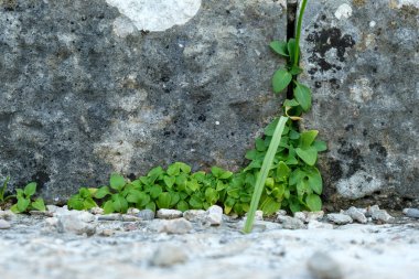 Doğadaki dayanıklılığı sembolize eden, küçük kayalarla çevrili, yıpranmış taş çatlaklar arasında filizlenen canlı yeşil bitkilerin yakın çekimi. 