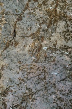 Close-up of a weathered rock surface featuring cracks, earthy tones, and organic patterns of moss and lichen growth.  clipart