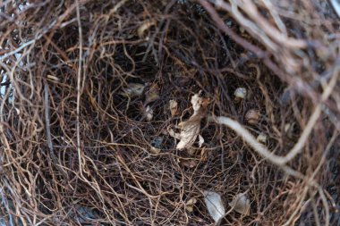 İnce dallardan ve kurumuş otlardan yapılmış, yeşil yosun ve yapraklarla çevrili, narin, boş bir kuş yuvası.. 