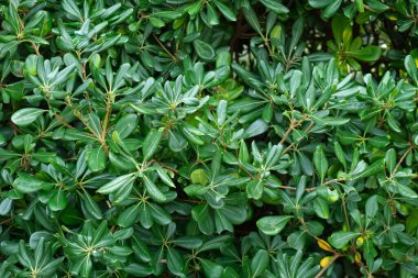 Close-up of a dense shrub with vibrant green, glossy leaves, creating a rich natural texture, ideal for backgrounds or botanical themes.  clipart