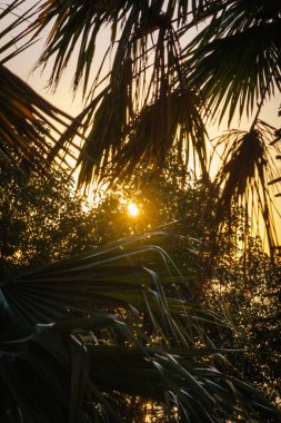 Bereketli palmiye yaprakları ve tropikal yapraklar arasında parlayan ılık altın bir günbatımı, dingin ve egzotik bir doğa manzarası yaratıyor.. 