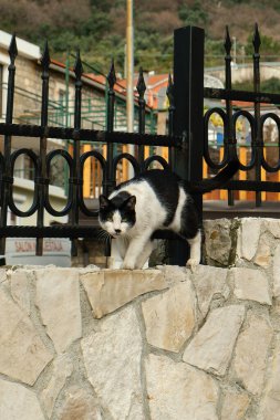 Siyah ve beyaz bir kedi, demirden bir çitin yanındaki taş duvara dikkatlice tırmanıyor, binalar ve yeşilliklerle dolu kentsel bir arka plana kuruluyor.. 