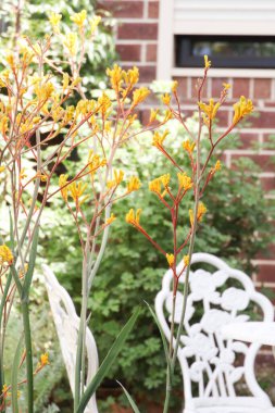 Bahçedeki güzel sarı kanguru pençesi çiçekleri