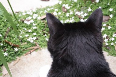 Bahçedeki smokinli kedi.