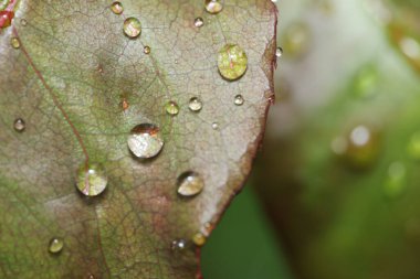 Su yeşil yaprağa düşer.