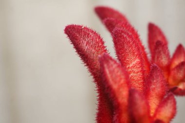 Bahçedeki makro kırmızı kanguru pençesi çiçeği