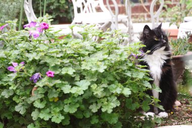 Kabarık smokinli kedi bahçede oturuyor.