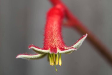 Açık kırmızı kanguru pençesi çiçeğine yaklaş 