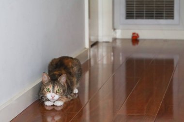 Kapalı alanda oynaşan yavru kedi