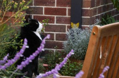 Bahçedeki smokinli kedi.