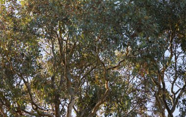 okaliptüs ağacı yaprakları ve dalları