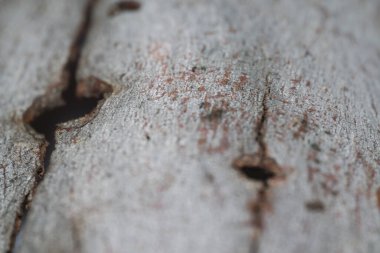 okaliptüs kabuğunun dokusu, arkaplan.