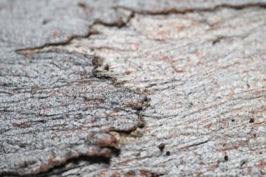 okaliptüs ağacının kabuğunun makrosu, doku arkaplanı