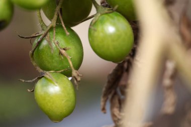 Asmada asılı yeşil kiraz domatesleri